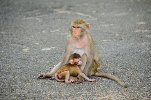 mother and child monkey.