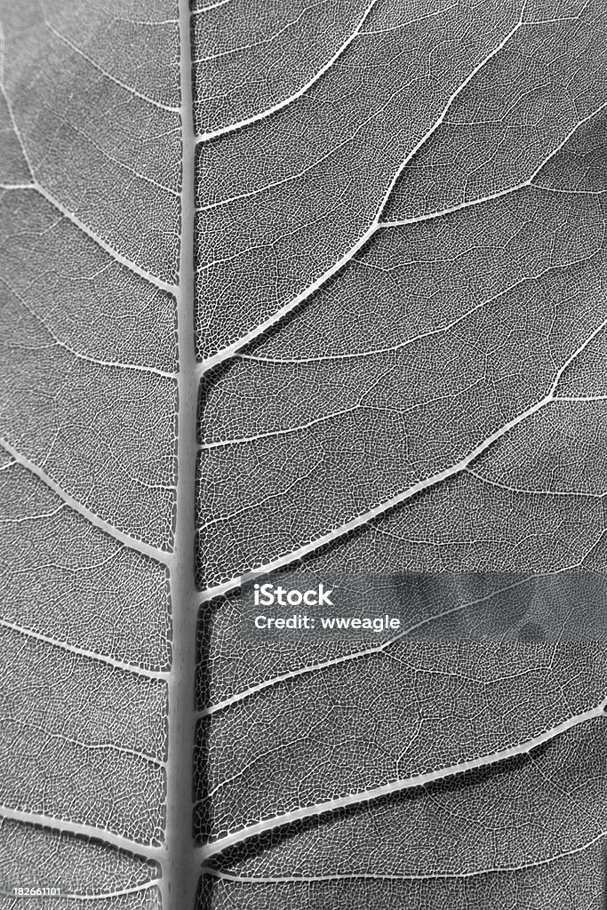 Leaf szczegóły - Zbiór zdjęć royalty-free (Botanika)