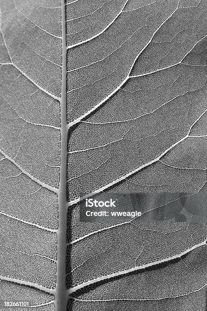 Leaf Szczegóły - zdjęcia stockowe i więcej obrazów Botanika - Botanika, Czarno biały, Fotografika