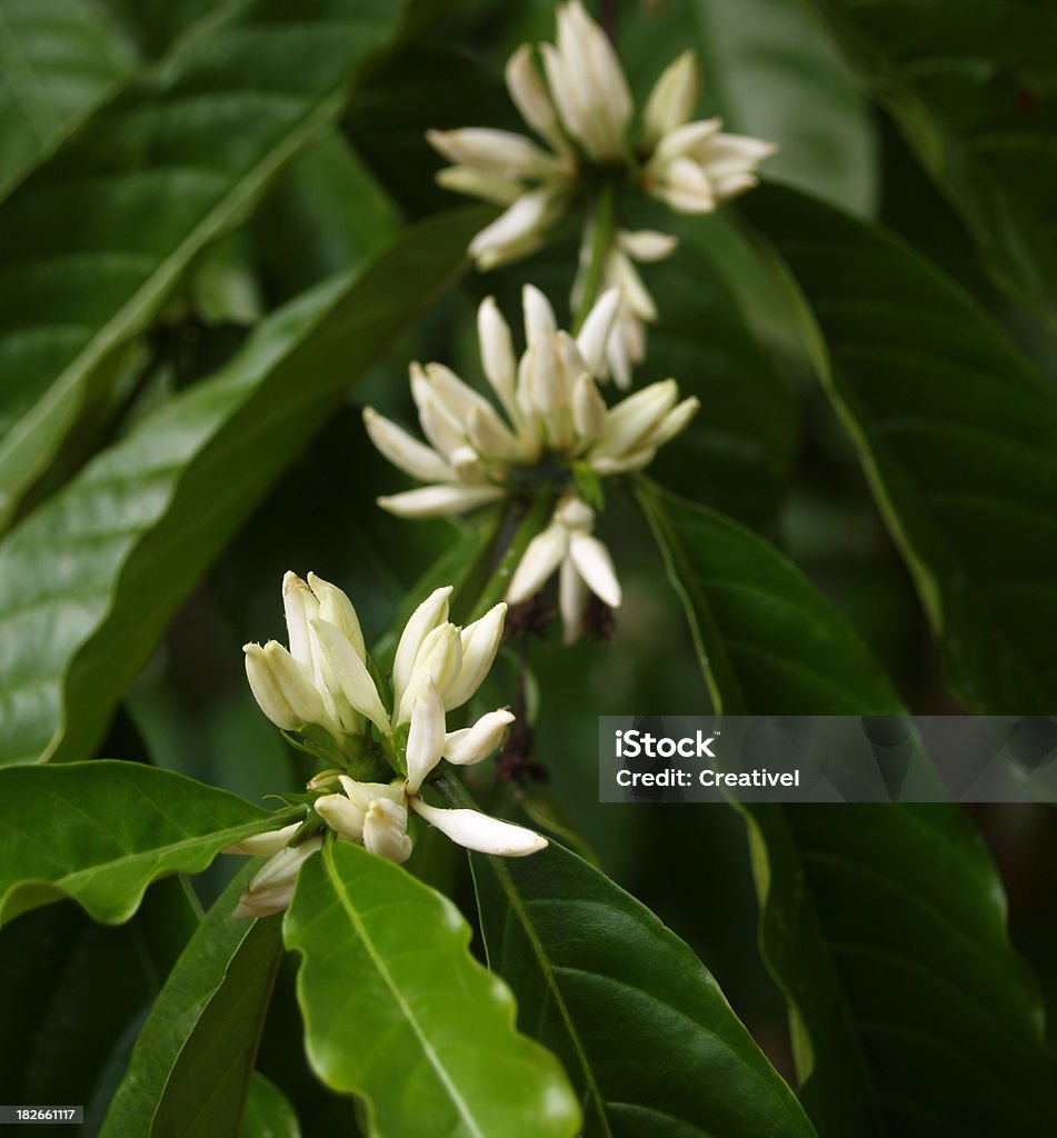 Bianco fiori di albero di caffè arabica - Foto stock royalty-free di Pianta del caffè