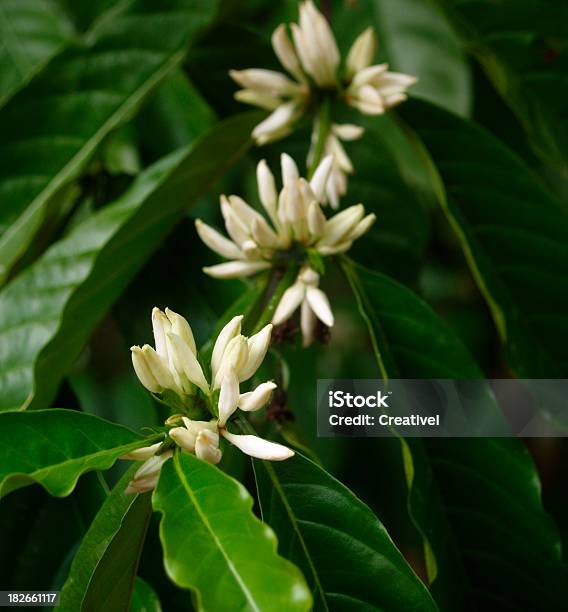 Bianco Fiori Di Albero Di Caffè Arabica - Fotografie stock e altre immagini di Pianta del caffè - Pianta del caffè, Fiore, Albero