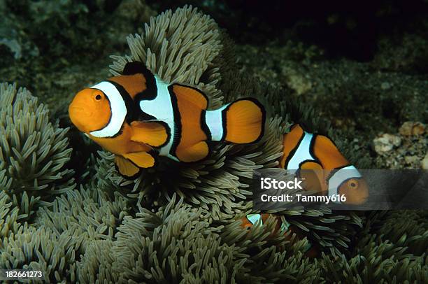 Pesce Pagliaccio Famiglia - Fotografie stock e altre immagini di Nuoto - Nuoto, Pesce, Tre animali