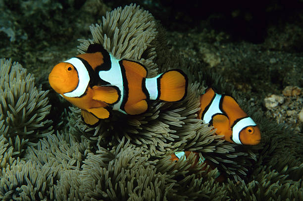 istock Clownfish Family 182661273