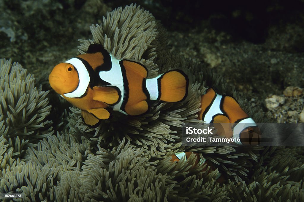 Clownfish семьи - Стоковые фото Плавать роялти-фри