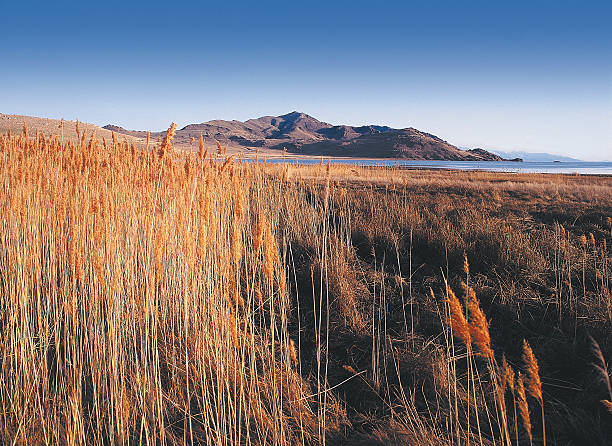 istock Antelope Island Wheat fields of Utah 182661325