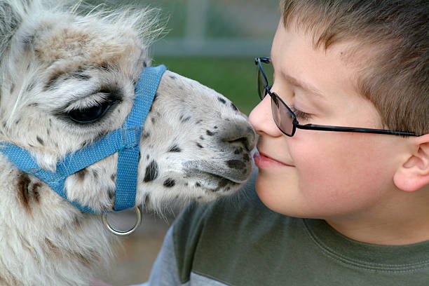 giovane ragazzo seduto con il suo amichevole lama - petting zoo foto e immagini stock