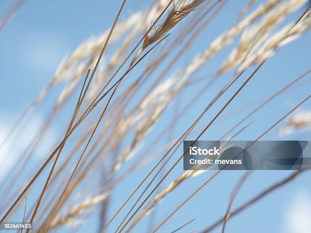 Grassland Macro Foto de stock y más banco de imágenes de Hierba - Pasto - Hierba - Pasto, Pradera, Profundo