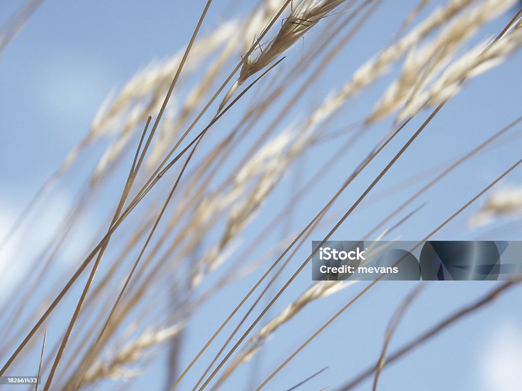 Grassland (Macro - Foto de stock de Grama royalty-free
