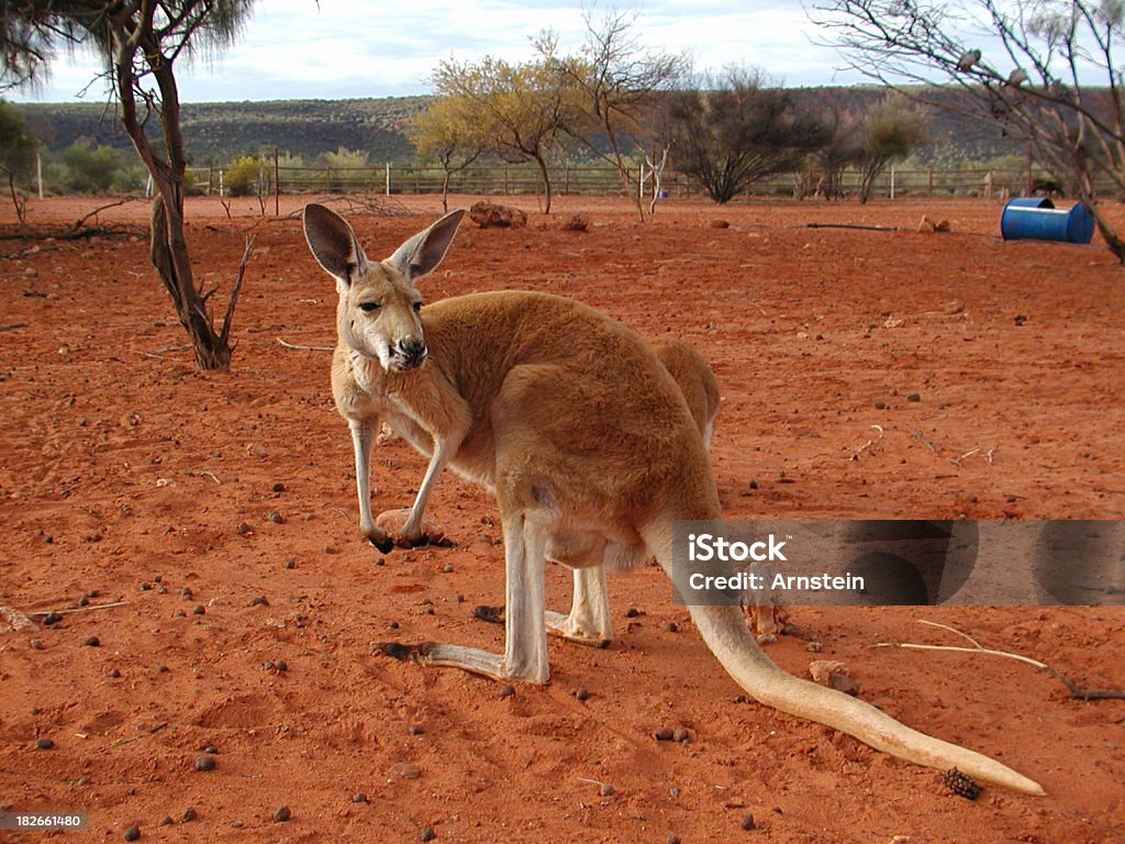 Canguro - Foto stock royalty-free di Animale