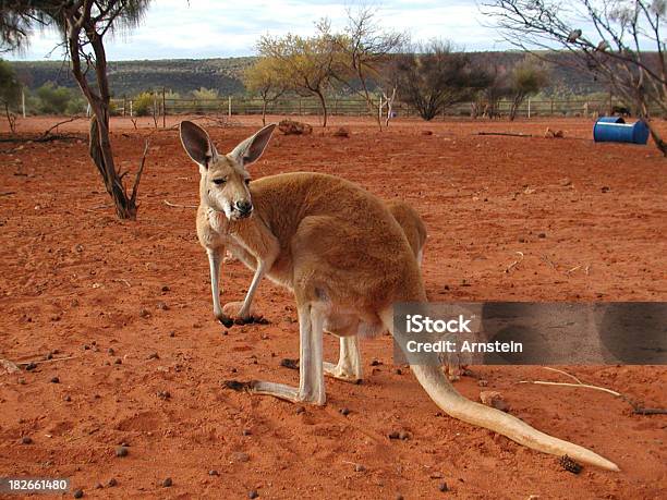 Kangaroo - zdjęcia stockowe i więcej obrazów Australia - Australia, Australijski Outback, Bez ludzi