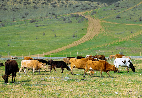 animals cows in pens eating their feed