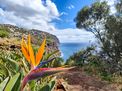 Green and orange sterlizia tropical plant in Madeira island. Bird of paradise flower with a scenic ocean coastline in the background