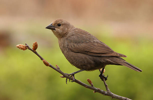 雌牛の鳥 - cowbird ストックフォトと画像