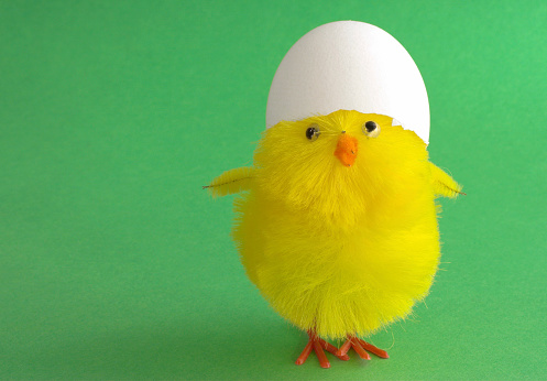 Easter chick has a piece of eggshell on it's head. Shallow DOF. Space for copy.