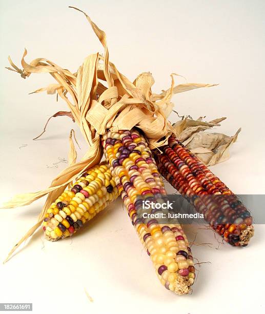 Indiancorn2 — стоковые фотографии и другие картинки Кукуруза - Кукуруза, Кукуруза - урожай, Фиолетовый