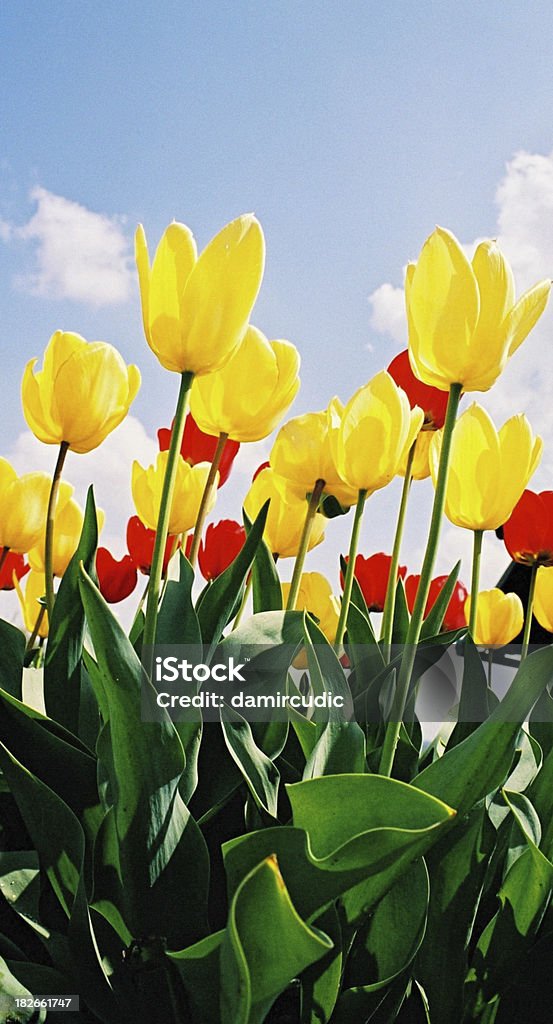 Весенние Тюльпаны в отношении прозрачный небесно-голубой - Стоковые фото Белый роялти-фри