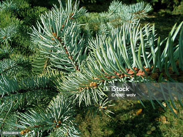 Pine - zdjęcia stockowe i więcej obrazów Bez ludzi - Bez ludzi, Bliskie zbliżenie, Botanika