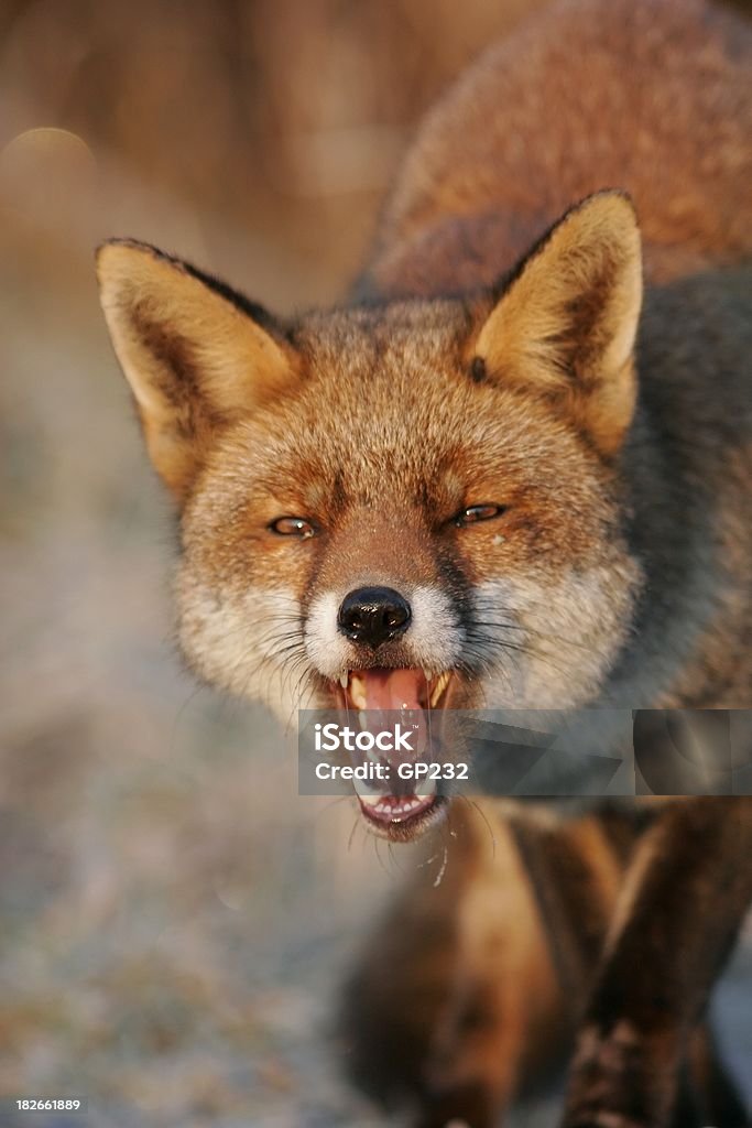 Red Fox - Lizenzfrei Fuchs - Wildhund Stock-Foto