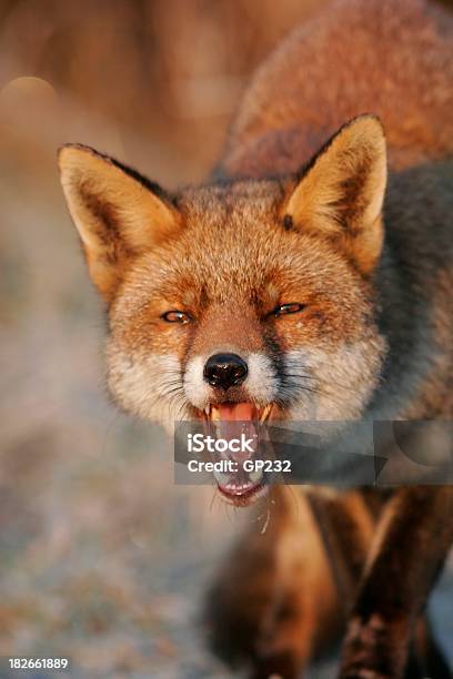 Red Fox Stockfoto und mehr Bilder von Fuchs - Wildhund - Fuchs - Wildhund, Vereinigtes Königreich, Winter