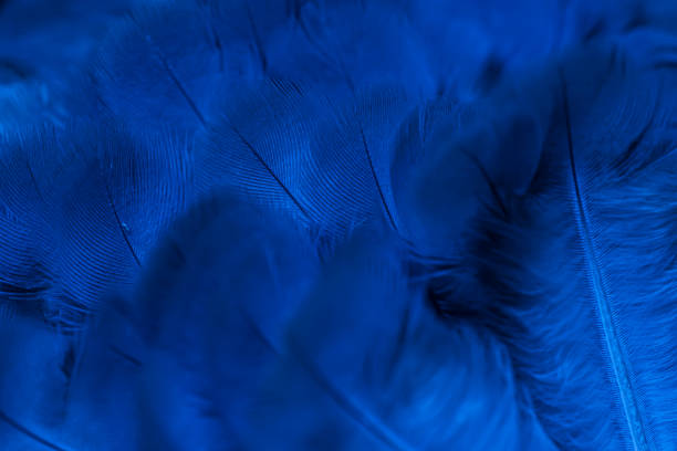 istock blue feather pigeon macro photo. texture or background 1826619597