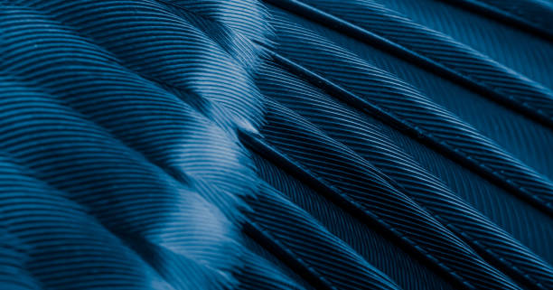 istock blue feather pigeon macro photo. texture or background 1826620127