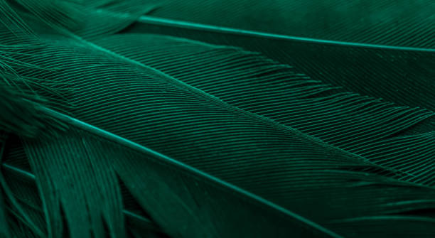 istock green feather bird macro photo. texture or background 1826620141