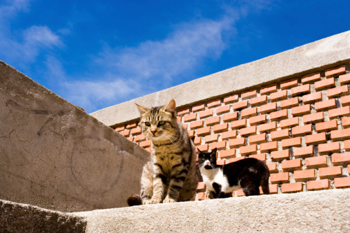 A couple of cats on a roof top. focus on the cat in front.