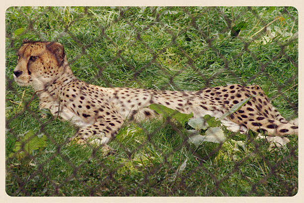 Leopard lies on the ground between the fallen leaves. Golden autumn. Autumn background, selective focus, place for text.