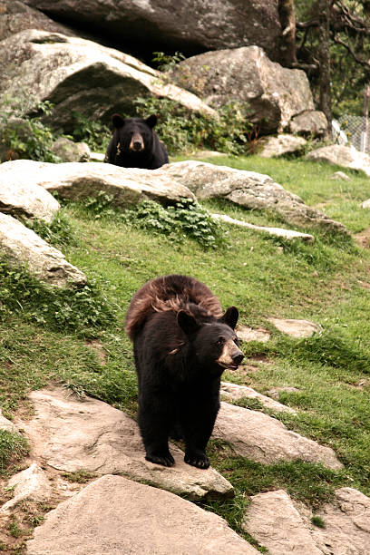 istock Mr. Black Bear Wants You 182662098