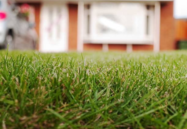 istock Ground level view of grass lawn with defocussed house beyond 182662235