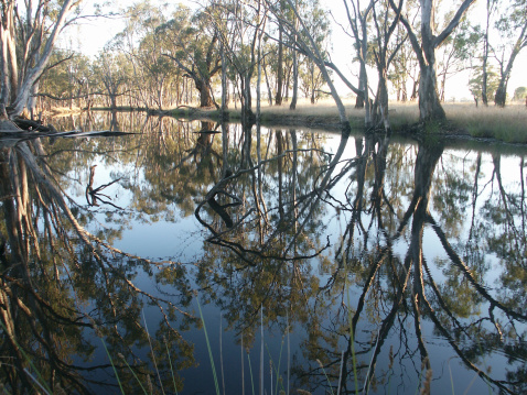 An Australian billabong just after sunrise. A billabong is an isolated area of a river.