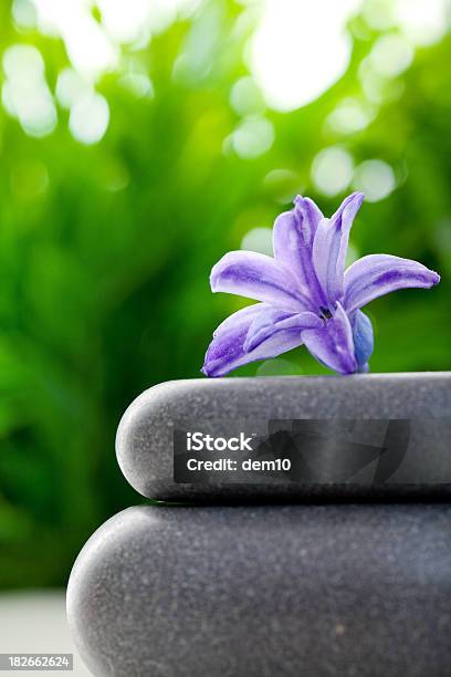 Flor Equilibrado Sobre Pedras - Fotografias de stock e mais imagens de Bem-estar - Bem-estar, Descontrair, Equilíbrio