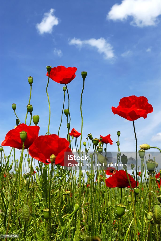 Wild Poppies - Foto de stock de Azul royalty-free