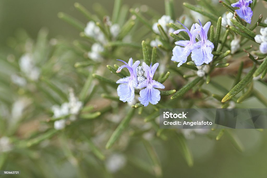 Rosemary Blumen - Lizenzfrei Baumblüte Stock-Foto