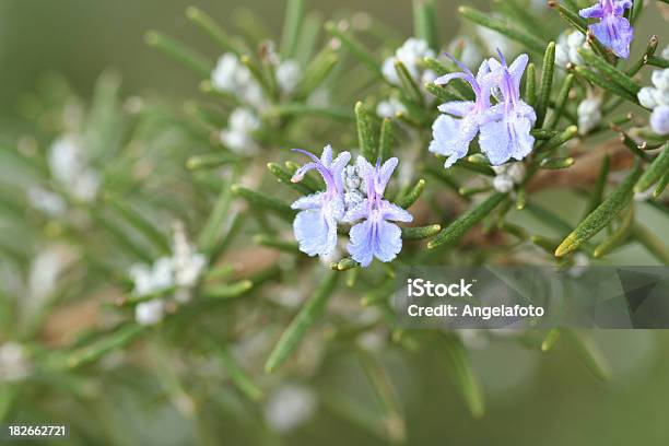 Rosemary Blumen Stockfoto und mehr Bilder von Baumblüte - Baumblüte, Blume, Blüte