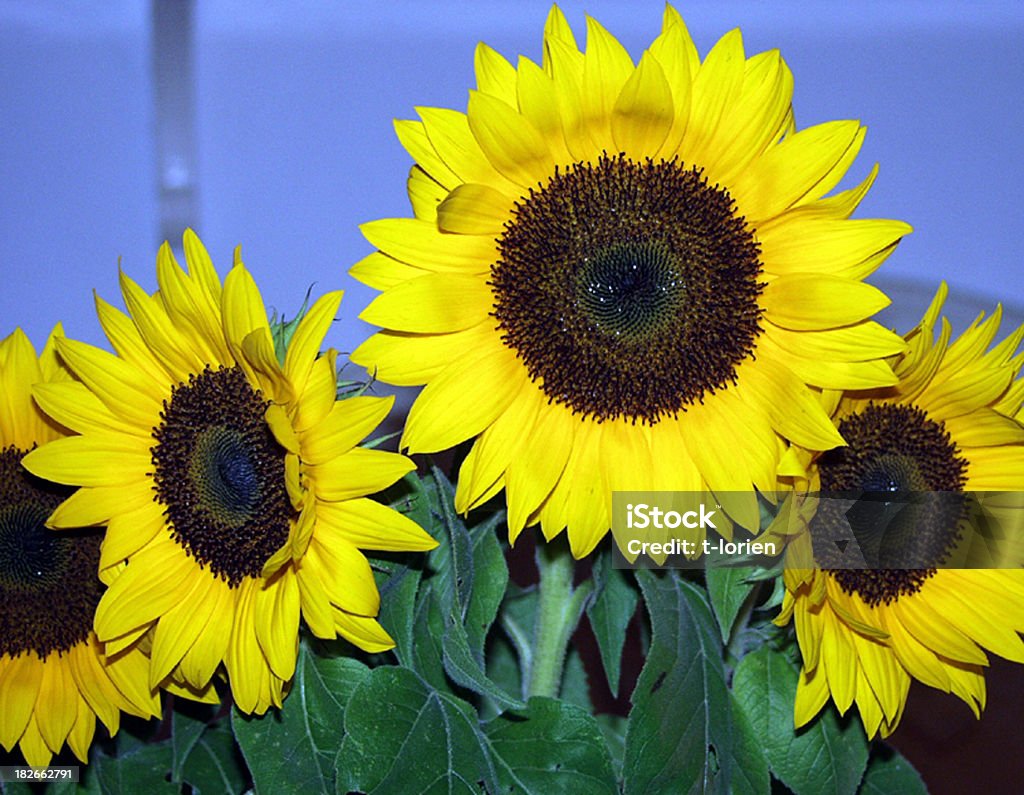 Sunflowers - Foto de stock de Abstracto libre de derechos