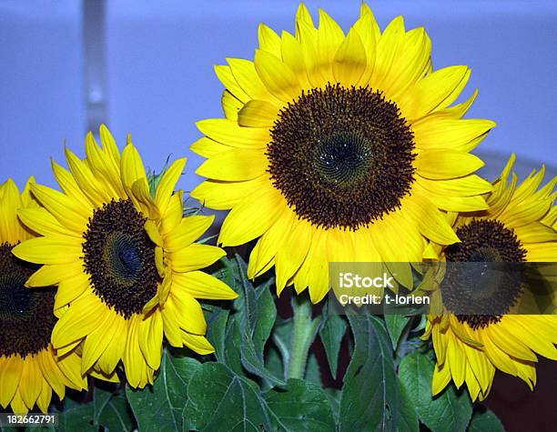 Girasoli - Fotografie stock e altre immagini di Agricoltura - Agricoltura, Ambientazione interna, Amore