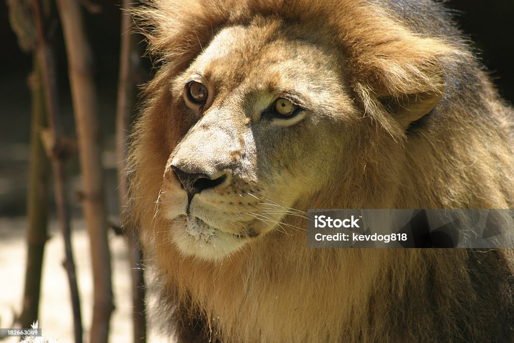 LEÓN - Foto de stock de Animal libre de derechos