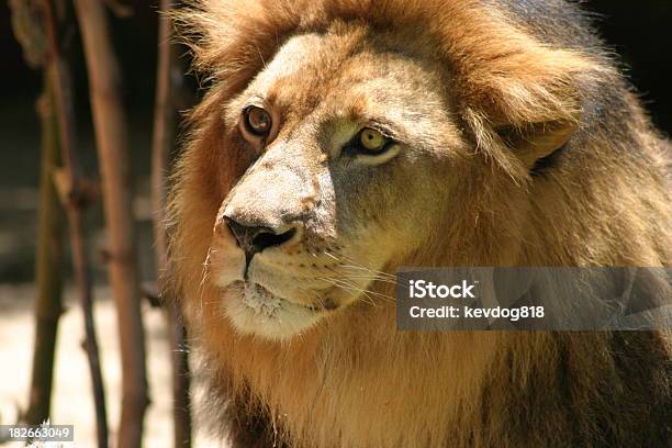 Leone - Fotografie stock e altre immagini di Animale - Animale, Animale maschio, Animale selvatico