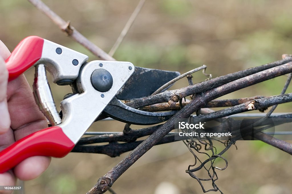 Pruning Grape Vines Pruning dormant wine grape vines in the winter with shears Pruning Shears Stock Photo