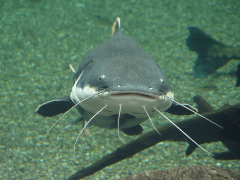 Frontal view of catfish