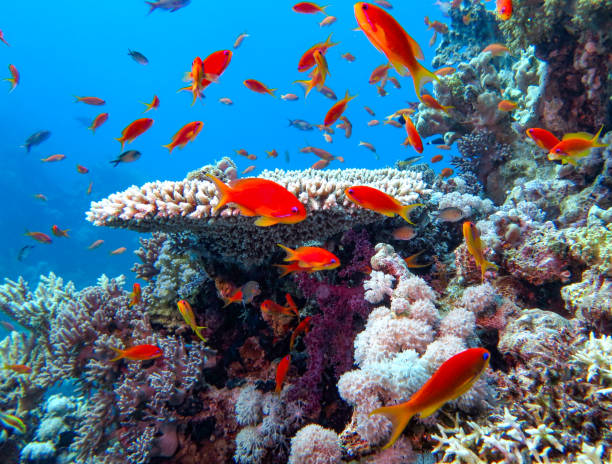 istock The magic of the Red Sea 1826633817