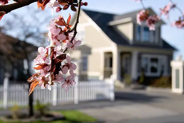 Photo of Blossoming Neighborhood