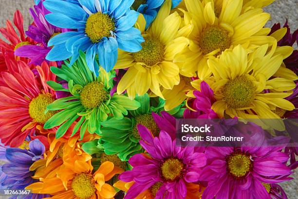 Bunt Daisies Farbe In Ihren Tag Daisy Stockfoto und mehr Bilder von Bekommen - Bekommen, Blau, Blume
