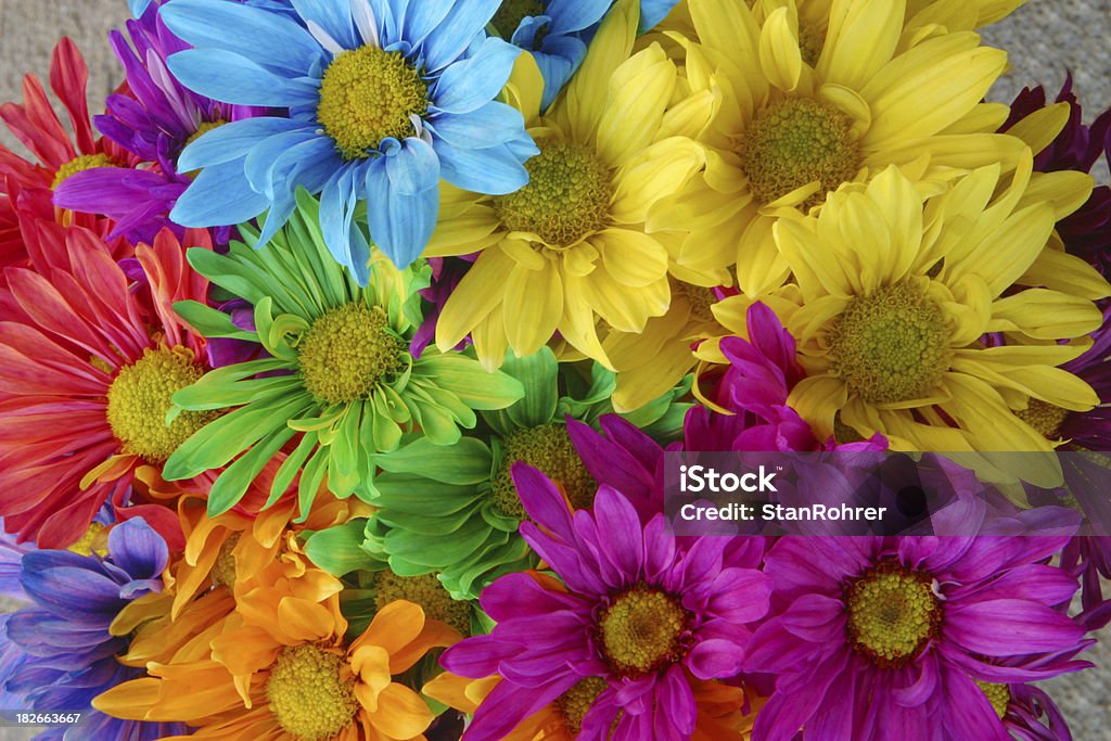 Multicolore Daisies per illuminare la sua giornata, Daisy - Foto stock royalty-free di Allegro