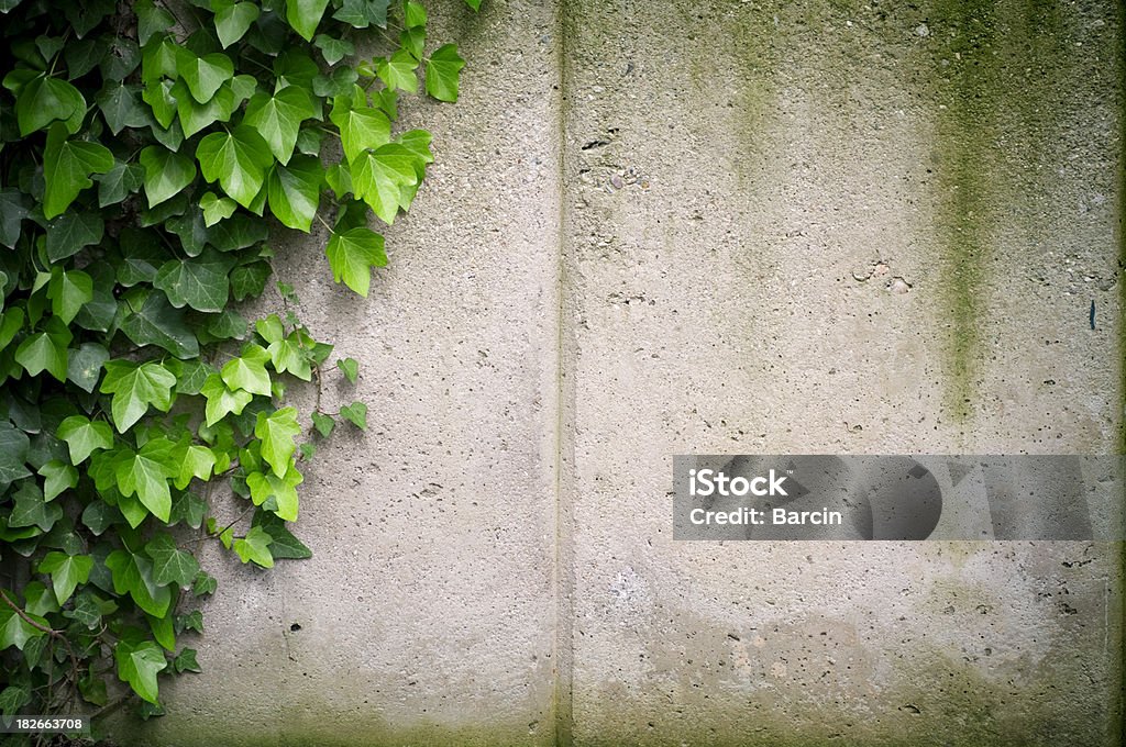 Ivy en pared de cemento - Foto de stock de Arquitectura libre de derechos