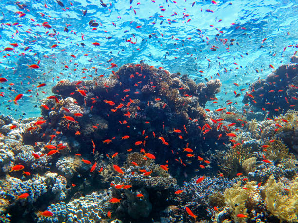 istock The magic of the Red Sea 1826637697