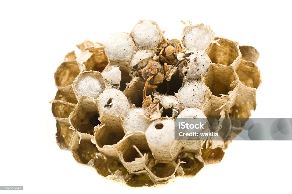 honeycoms z hornets - Zbiór zdjęć royalty-free (Białe tło)