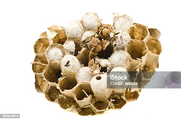 Honeycoms Z Hornets - zdjęcia stockowe i więcej obrazów Białe tło - Białe tło, Kolonia - Grupa zwierząt, Pszczoła