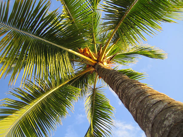 Clásico palm tree - foto de stock